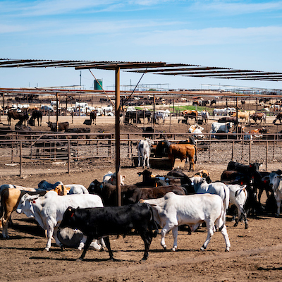 Cattle on a ranch
