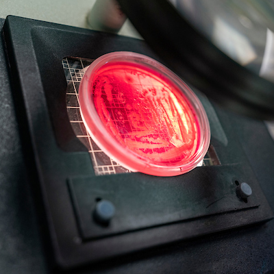 A red petri dish under a microscope