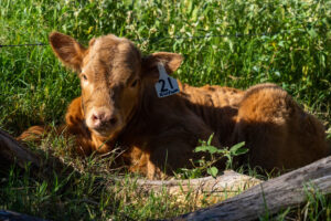 Calf laying in a field