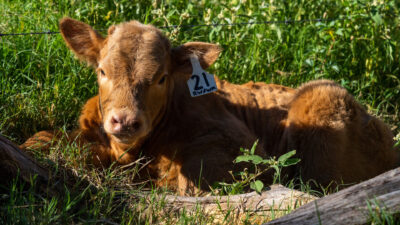 Calf laying in a field