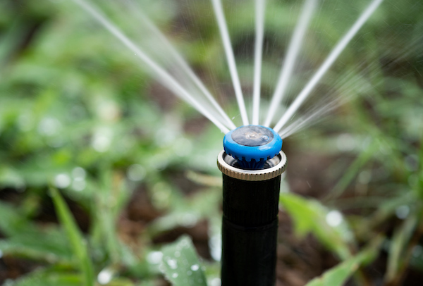 a sprinkler head in grass