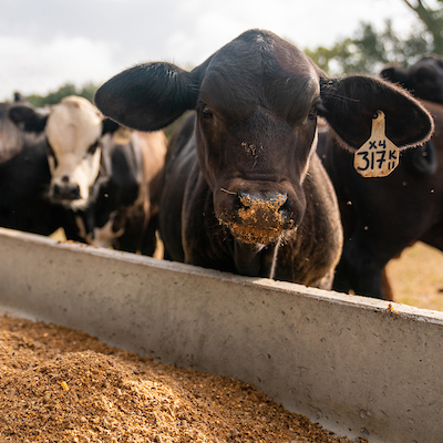 Black cow with an ear tag eating at a trough
