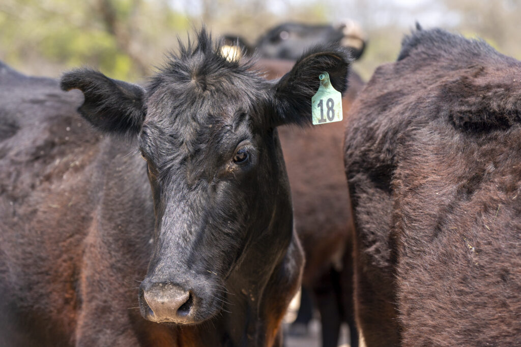A cow with an ear tag.