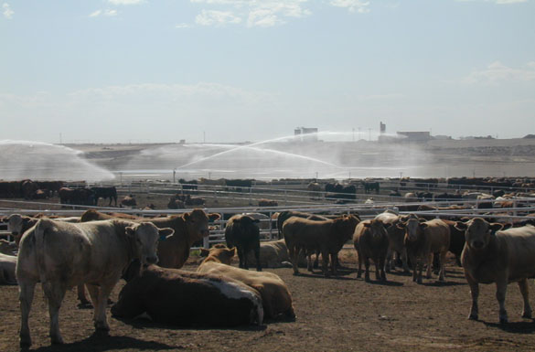 Feedlot sprinklers